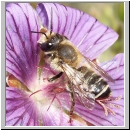 Megachile ericetorum - Blattschneiderbiene w01.jpg